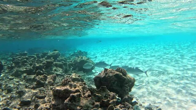 Small school of pale blue Caranx fish swimming in shallow water.