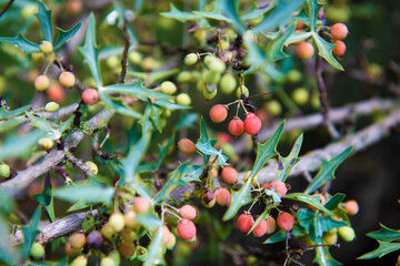 Agarita Mahonia Trifoliata plant in Texas