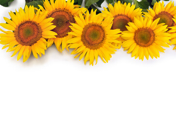 Fototapeta premium Yellow flowers sunflower ( Helianthus annuus ) with green leaves on white background with space for text. Top view, flat lay