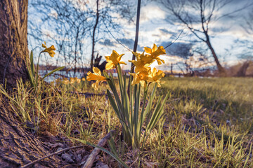 daffodils in light of sunset
