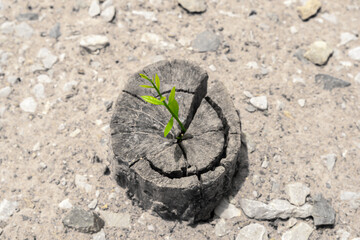 A tree stump with a small green leaf sprouting from it. The stump is surrounded by rocks and dirt. Ecology concept.
