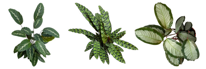 Collection of various tropical houseplants: Calathea; Top view, Tropical Plant, Houseplant,...