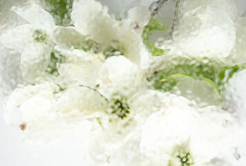 White dogwood flowers blurred behind wet glass. Abstract soft, light floral background.
