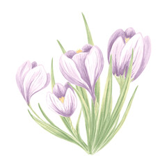 Crocuses bouquet. Watercolor purple flowers arrangement. Isolated hand drawn illustration of spring saffron blossom. Meadow wild herbs. Botanical drawing template for card, print, tableware, textile.