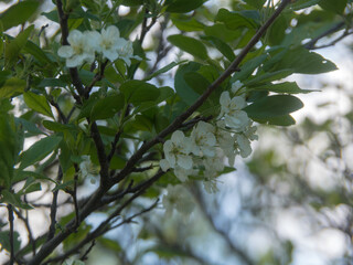 branches of a blossoming apple tree