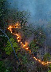 Bushfires in tropical forest release carbon dioxide (CO2) emissions and other greenhouse gases (GHG) that contribute to climate change. - 791766613