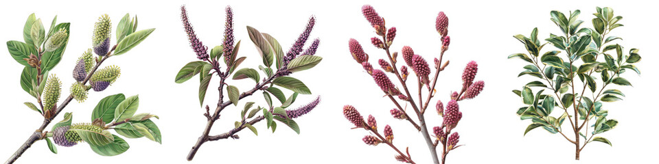 Salix purpurea  Hyperrealistic Highly Detailed Isolated On Transparent Background Png File - obrazy, fototapety, plakaty