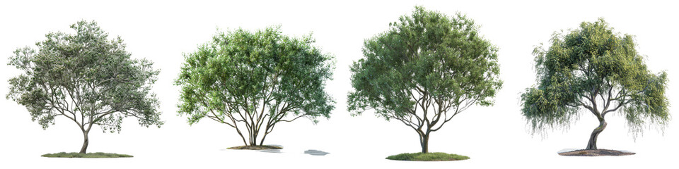 Fototapeta na wymiar Salix Purpurea Nana trees Hyperrealistic Highly Detailed Isolated On Transparent Background Png File