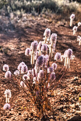Purple Mulla Mulla (Ptilotus exaltatus), a desert plant in the outback of central Western Australia
