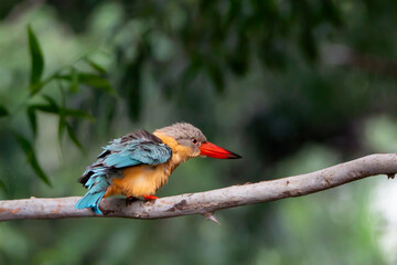 A kingfisher shakes water from its feathers