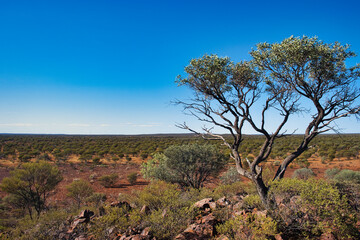 The vast expanse of the outback in the midwest of Western Australia, Meekatharra area. Vast wilderness with open forest, tree in the foreground
