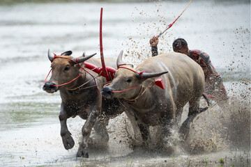 A buffalo is at a race track in Chonburi Province, Thailand