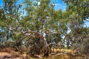 Tall salmon gum (Eucalyptus salmonophloia), endemic in the southwest and midwest of Western Australia, in the outback in the Meekatharra area
