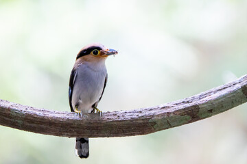 Silver-breasted Broad-billed Kingbird is holding food to feed its young