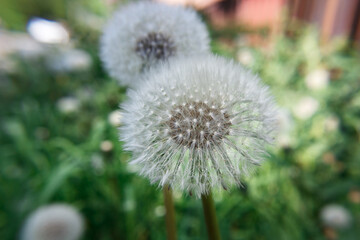 fluffy white dandelion heads