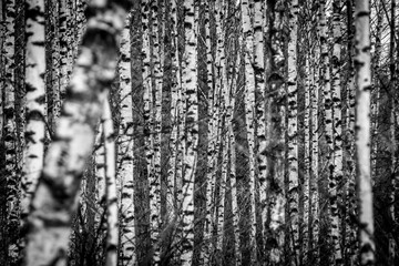 drzewa brzozy, kolor czarno-biały, las
