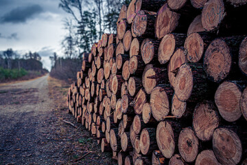 stos drewna w lesie, poukładany stos drewna przy drodze w lesie