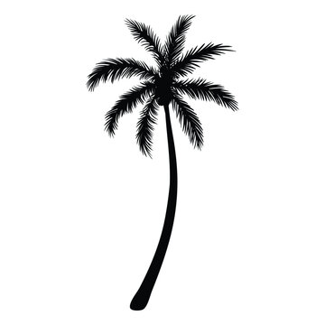 black silhouette of palm tree isolated on white background