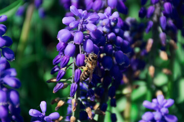 bee picking honey on blue hyacinth flowers