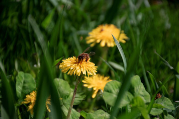 bee picking honey on yellow dandelion flower