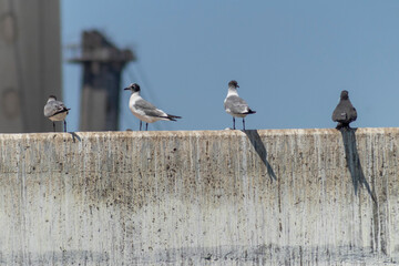 seagulls on the pier