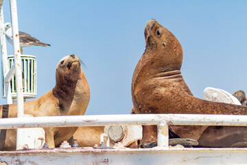 sea lions on the high seas