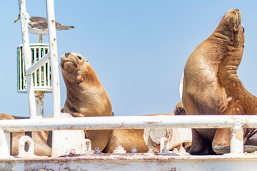 sea lion in the port of Arica, in the oil wells of Bolivia