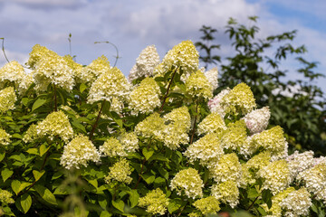 Hydrangea paniculata sort Limelight: hydrangea with green flowers blooms in the garden in summer