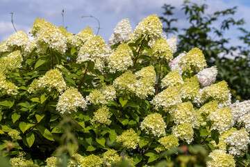 Hydrangea paniculata sort Limelight: hydrangea with green flowers blooms in the garden in summer