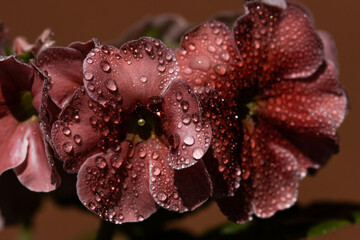 Flower Plant Water Drop
