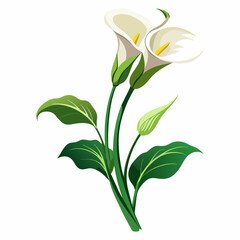 branch-of-beautiful-calla-lily-isolated-on-white-b