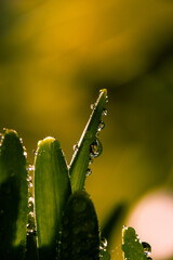 Water Drop on plant