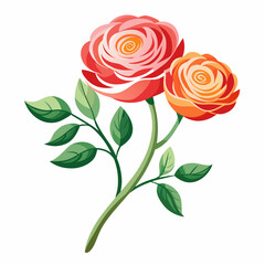 branch-of-ranunculus-flower-isolated-on-white-back 