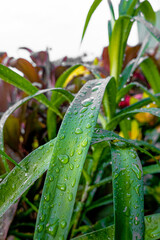 Corn plant leaf with morning dew texture