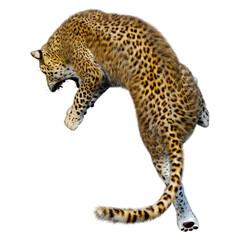 3D Rendering Big Cat Leopard on White