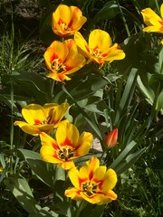 bouquet of tulips flowerbed garden