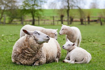 Group of sheep with white lambs in meadow