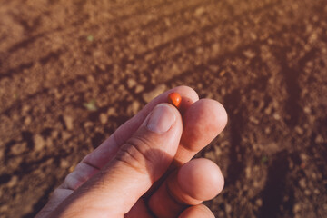 Farmer maize grower holding red corn seed chemically treated with bird-repellent during sowing...