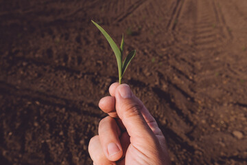 Farm worker examining maize seedling in cultivated field, closeup of hand holding crop