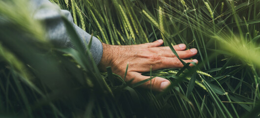 Closeup of farmer's hand gently touching green ripening barley ears in cultivated field, concept of organic agricultural production of cereal crops
