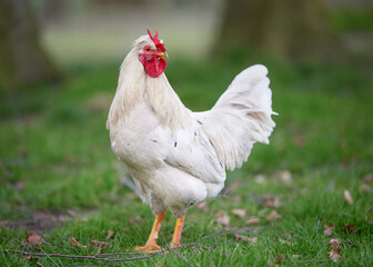 White rooster with V comb free in garden