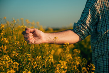 Closeup of male farmer hand examining oilseed rape crops in bloom - 791785420