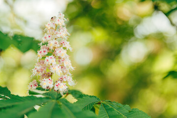 Horse chestnut tree flowering in spring - 791785448