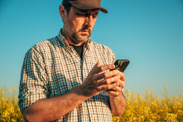 Smart farming concept, farm worker using mobile smartphone app in cultivated canola field - 791785643