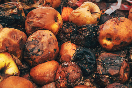 Pile of rotten overripe apples on orchard ground