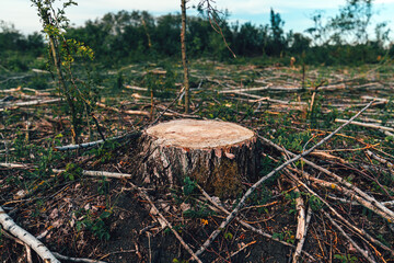 Deforestation site, vast landscape of former forest with tree stumps and branches after cutting down trees - 791786039