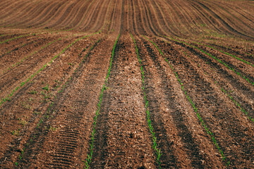 Rows of corn seedling in field - 791786243