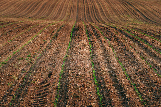 Rows of corn seedling in field