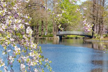 満開の枝垂れ桜が咲く公園