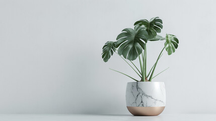 Monstera in a Pot: Modern Minimalist Indoor Plant Decor
